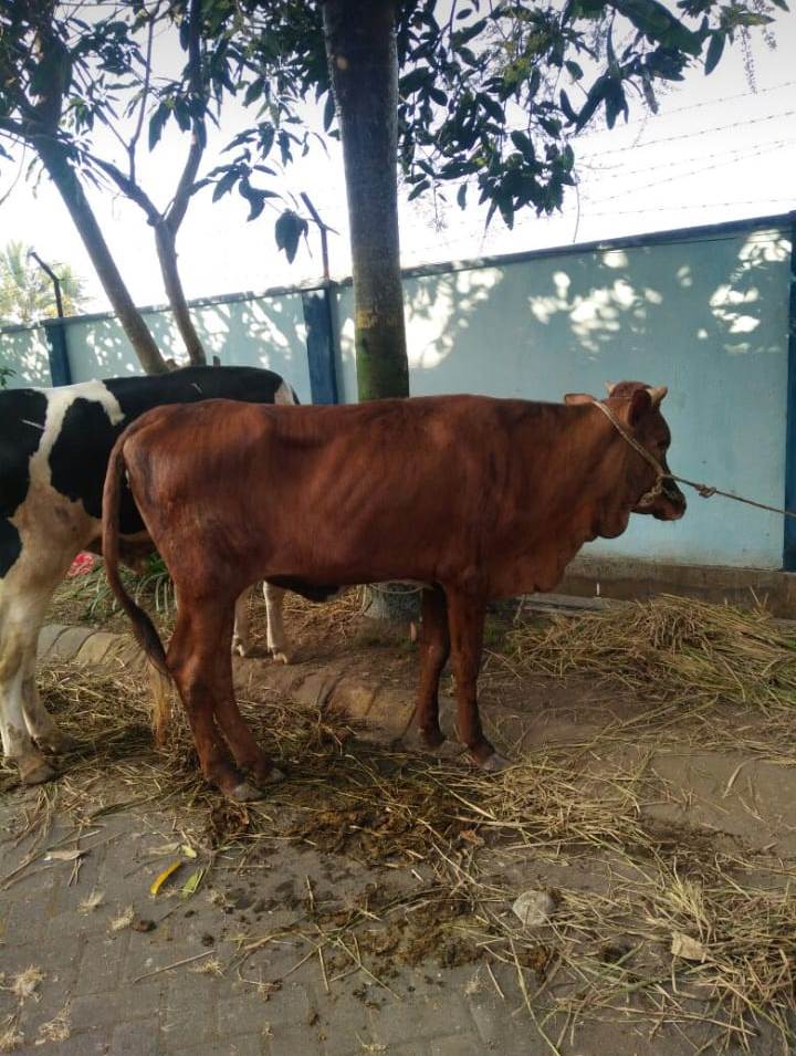 Hewan kurban STIKes Kepanjen